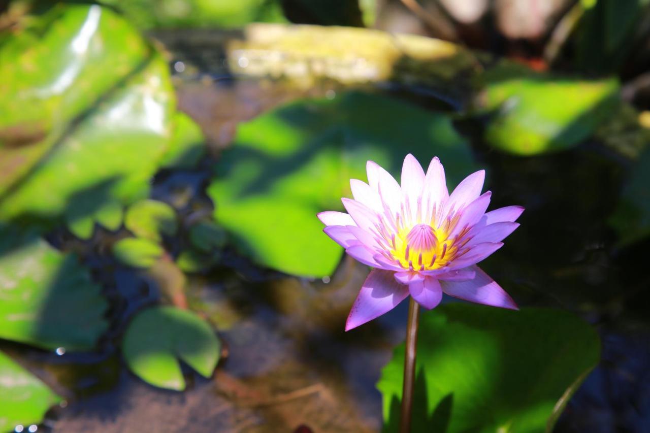Готель Weerakoon Garden Guest Хіккадува Екстер'єр фото